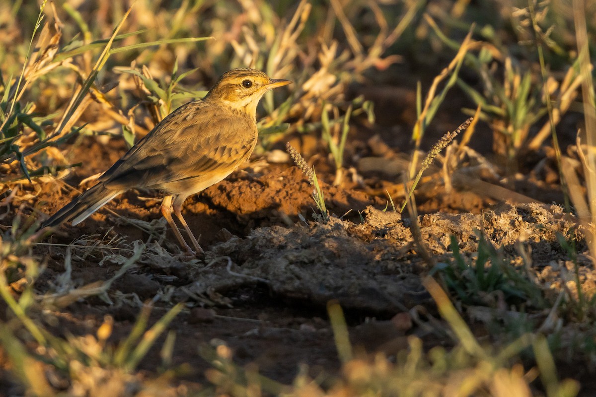 Щеврик рудий - ML652452925
