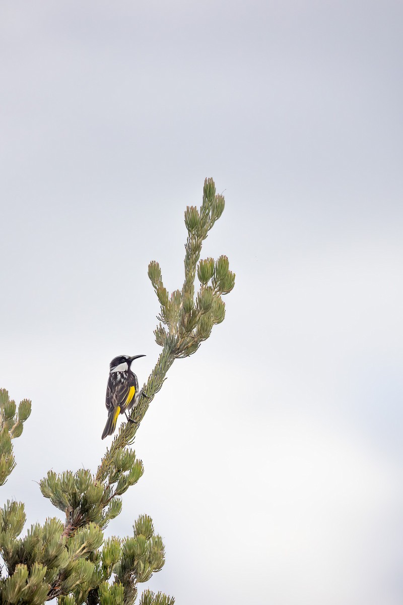White-cheeked Honeyeater - ML652452926
