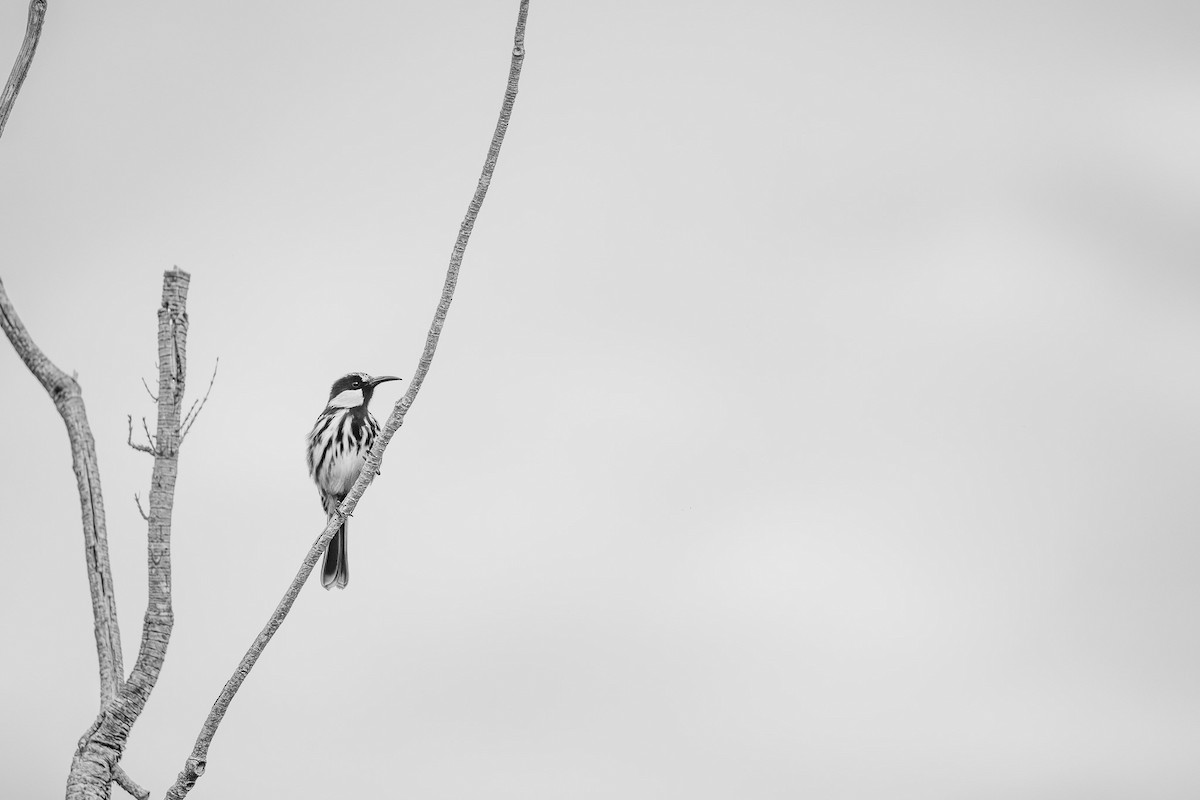 White-cheeked Honeyeater - ML652452927