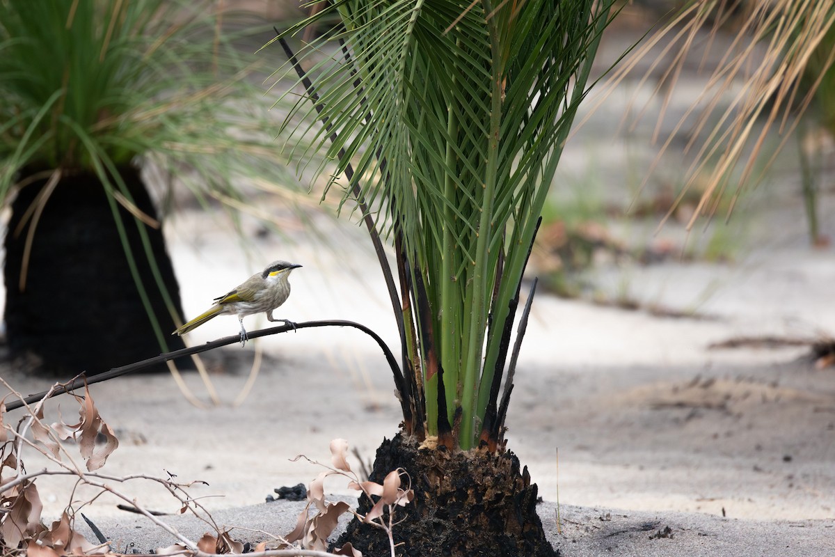 Singing Honeyeater - ML652452941