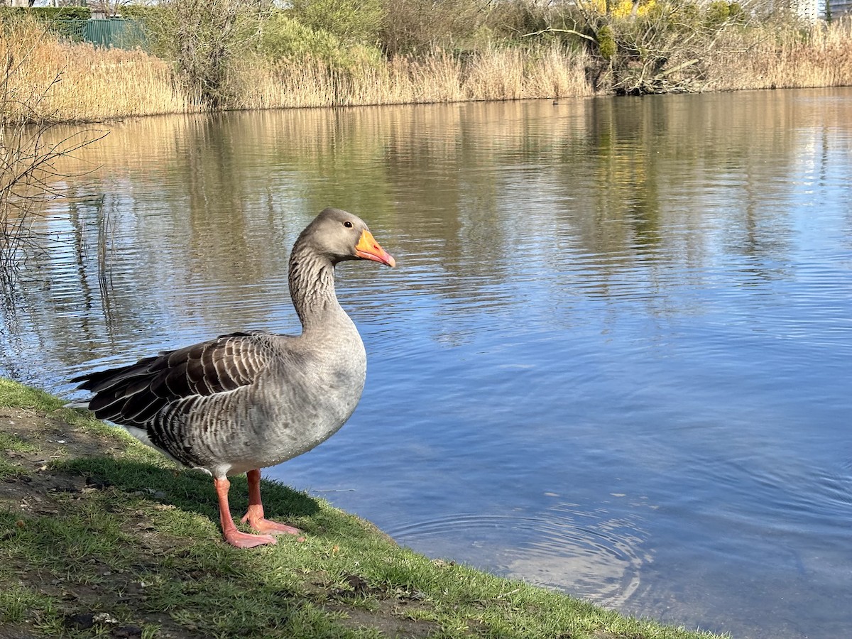 Серый гусь (Европейский) - ML652453101