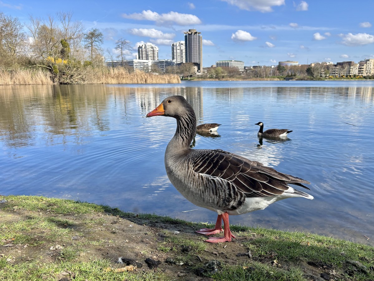 Серый гусь (Европейский) - ML652453102