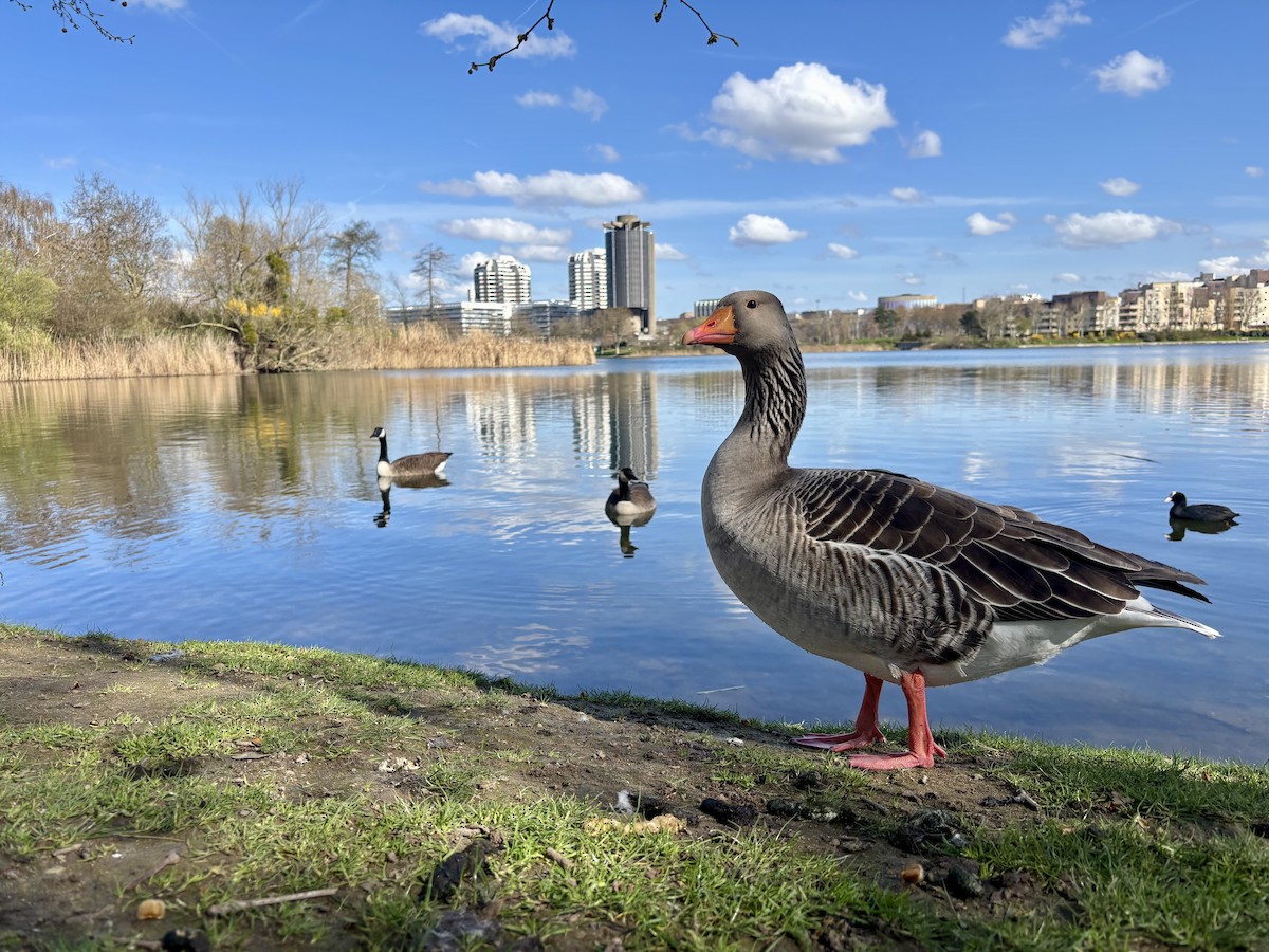 Серый гусь (Европейский) - ML652453103