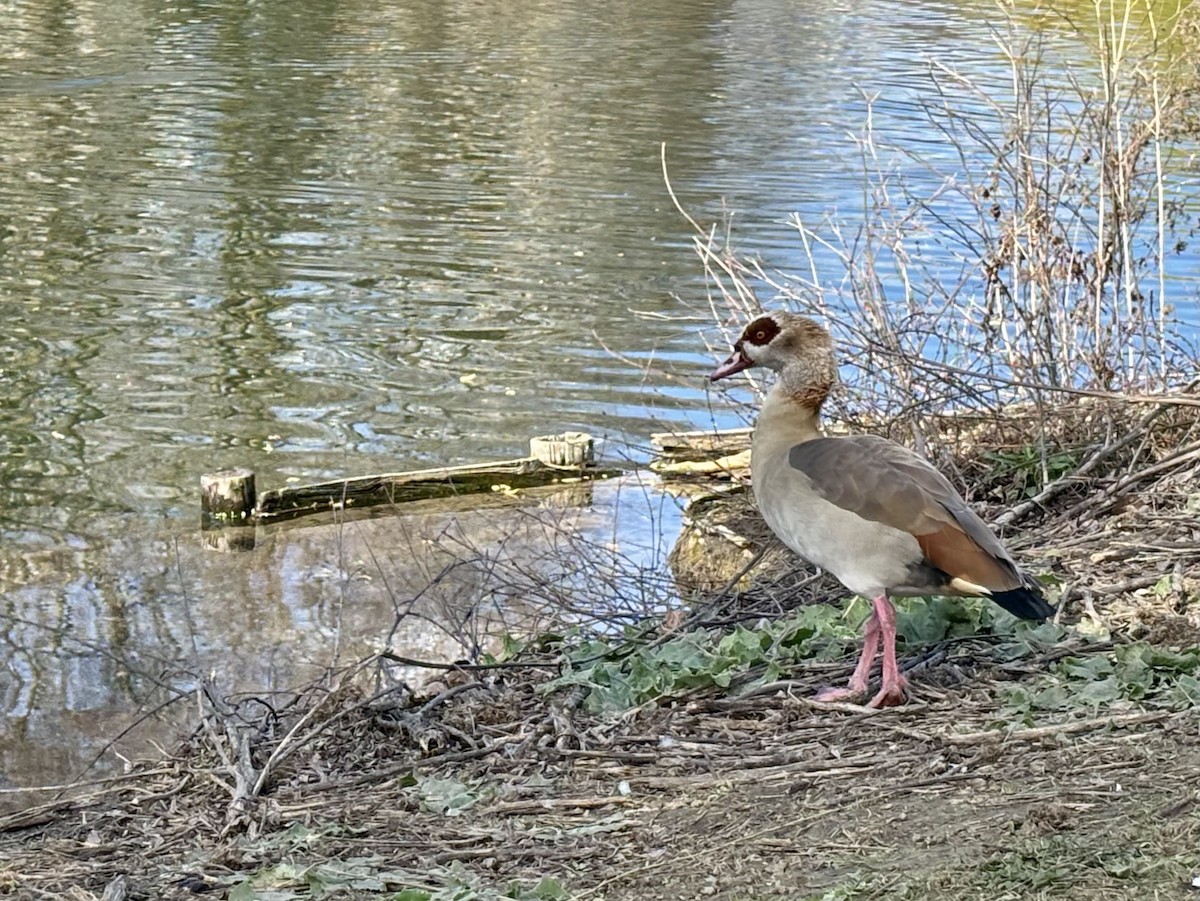 Нильский гусь - ML652453109