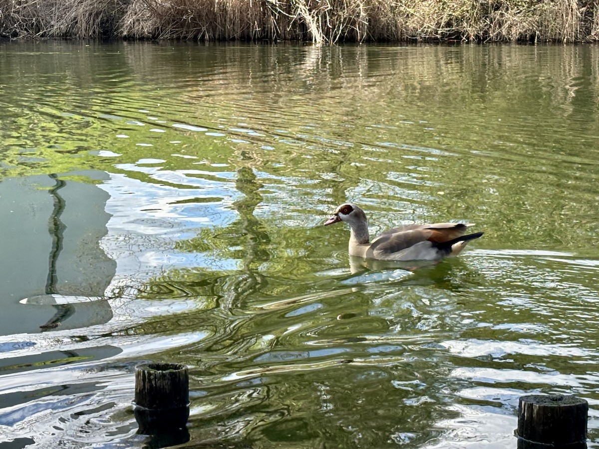 Нильский гусь - ML652453110