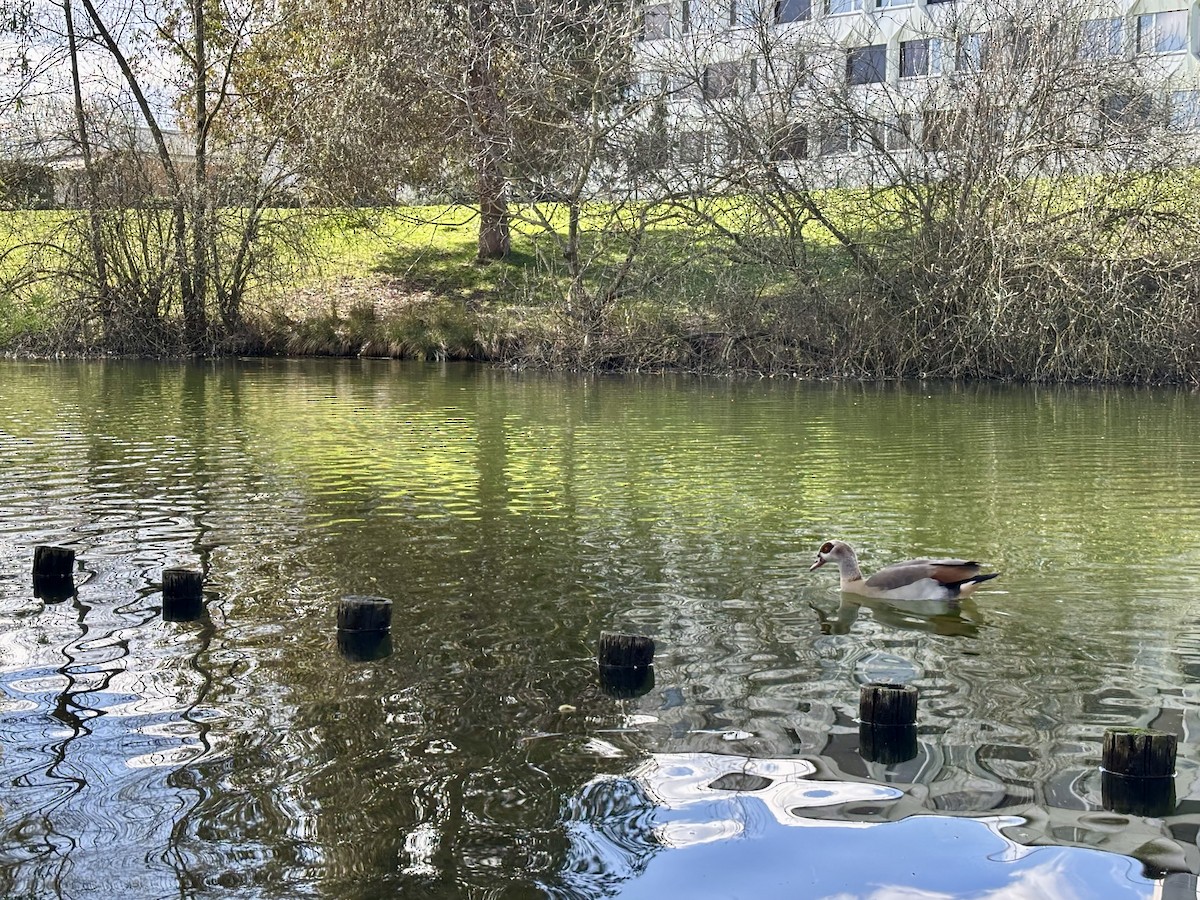 Нильский гусь - ML652453111