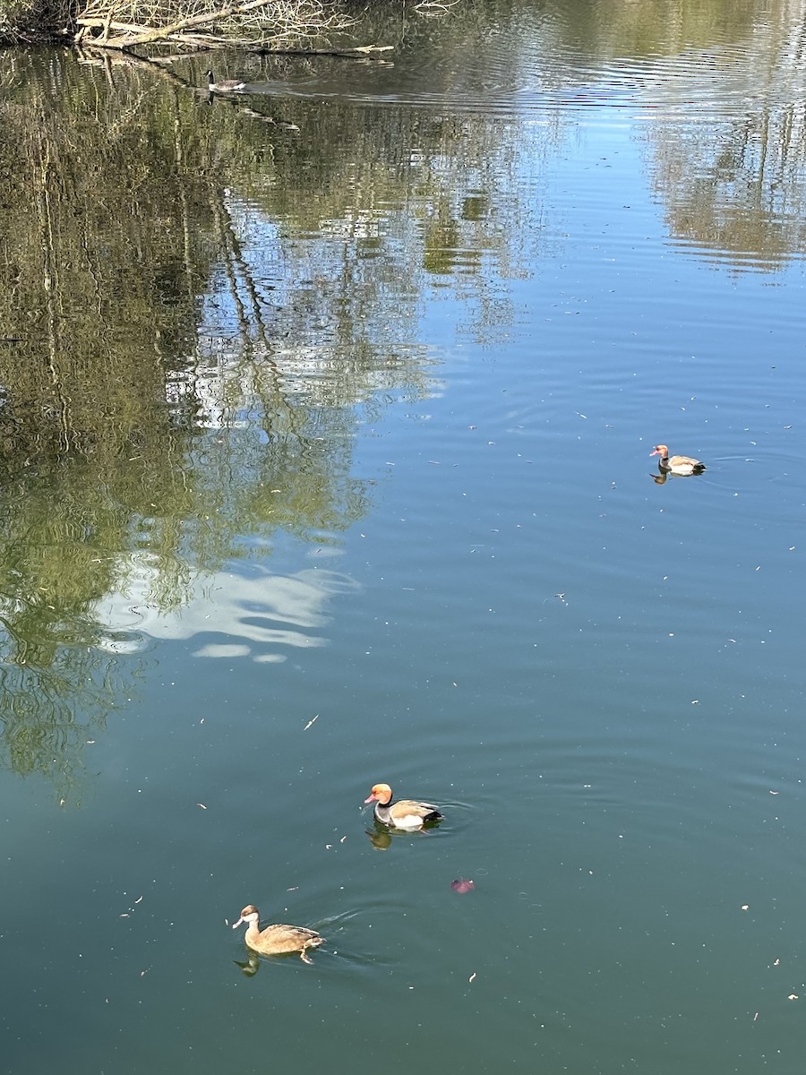 Красноносый нырок - ML652453115