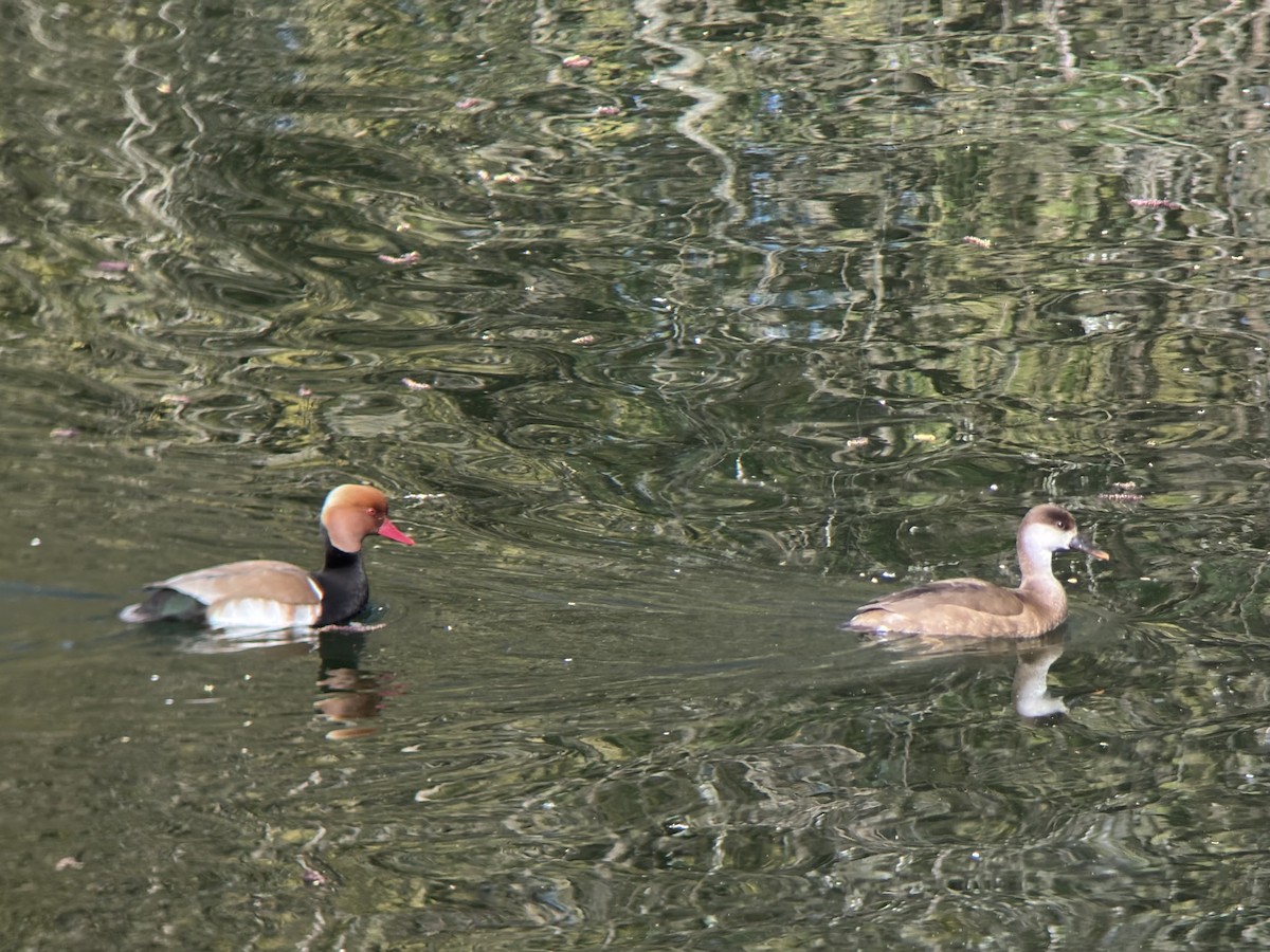 Красноносый нырок - ML652453116