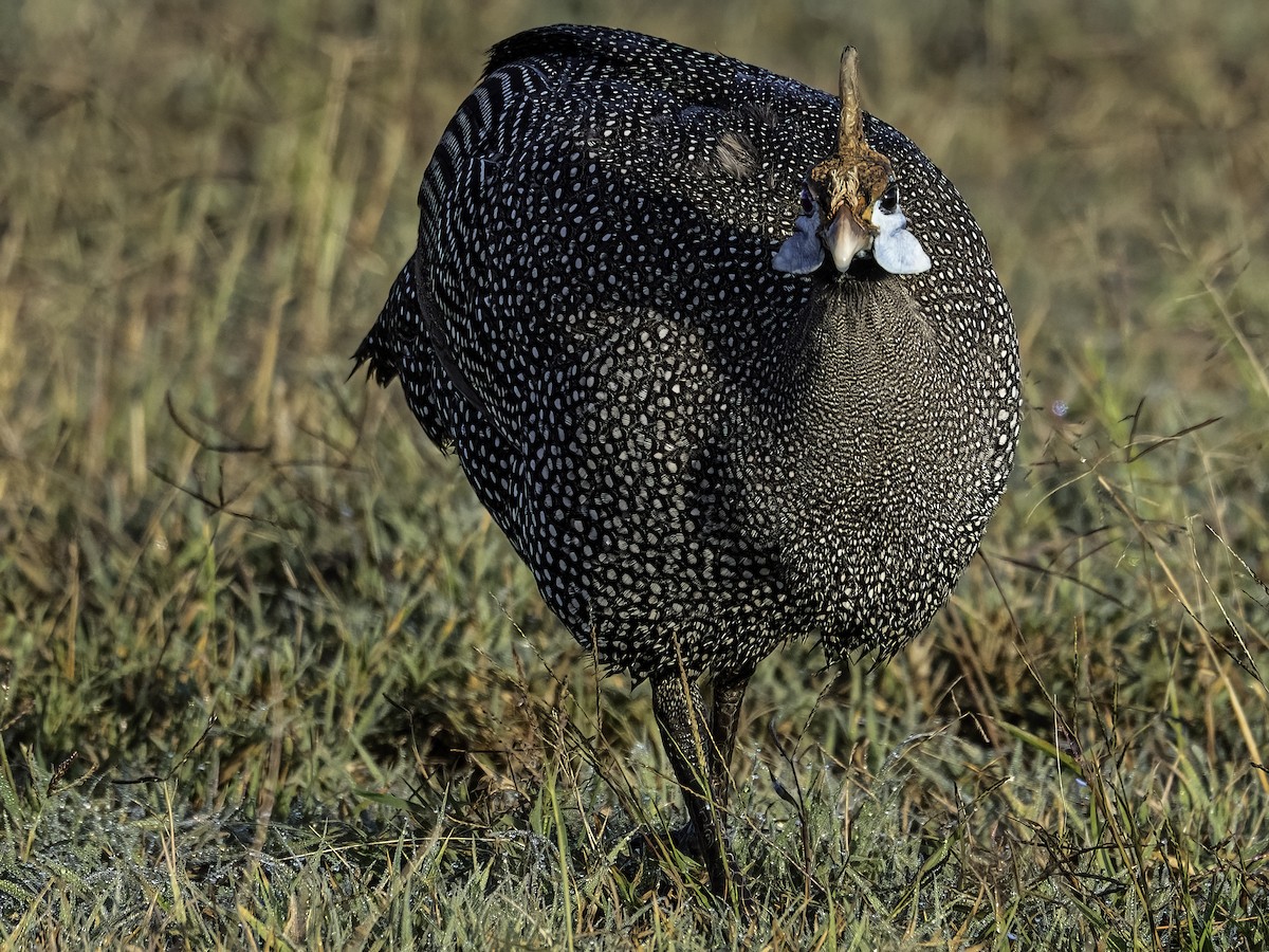 Faraona - ML652453136