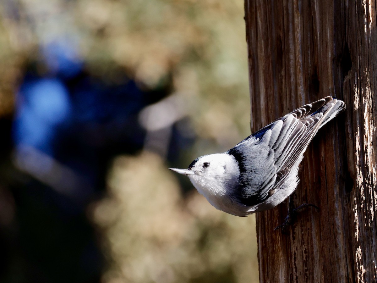 White-breasted Nuthatch - ML652453170