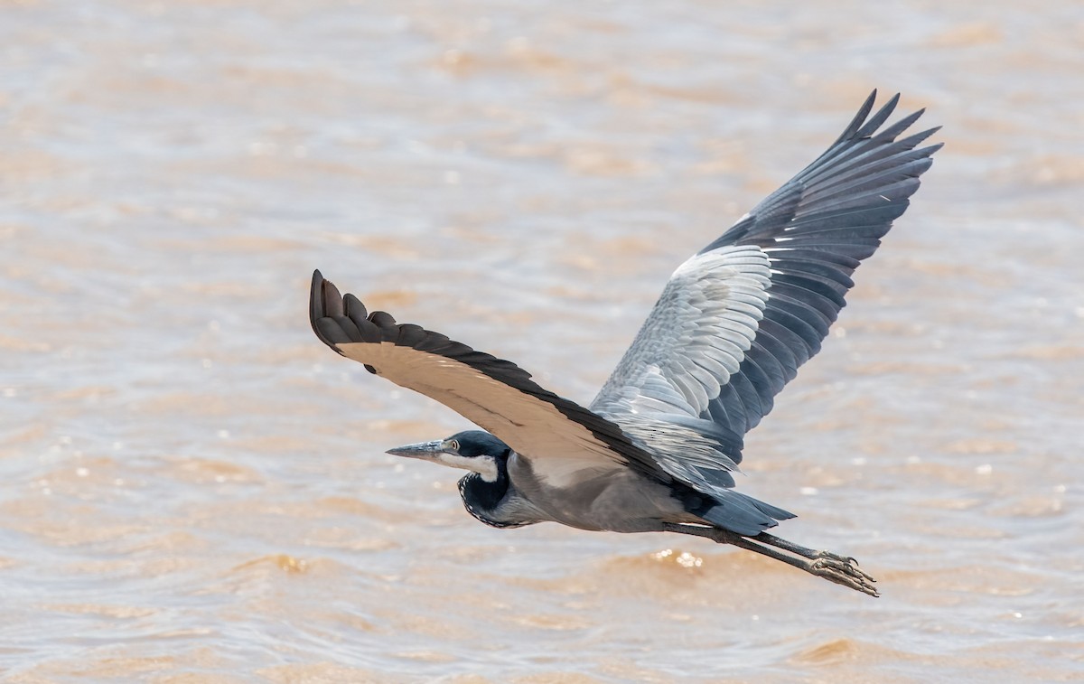 Black-headed Heron - ML652453204