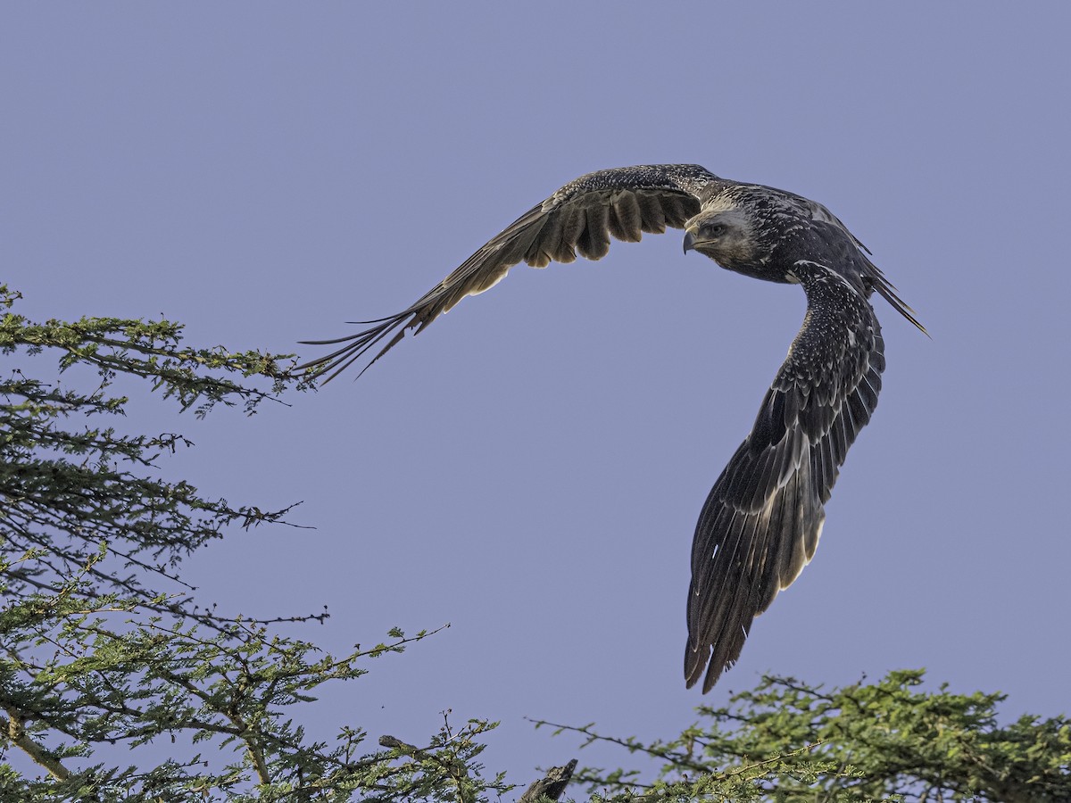 Aquila anatraia minore - ML652453286