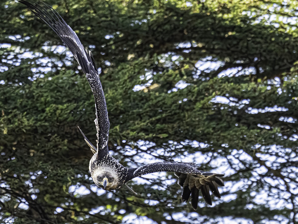 Aquila anatraia minore - ML652453292