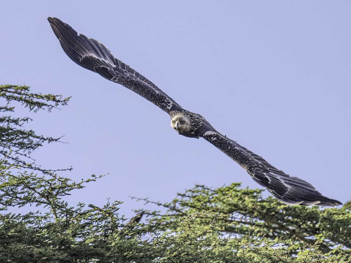 Aquila anatraia minore - ML652453313