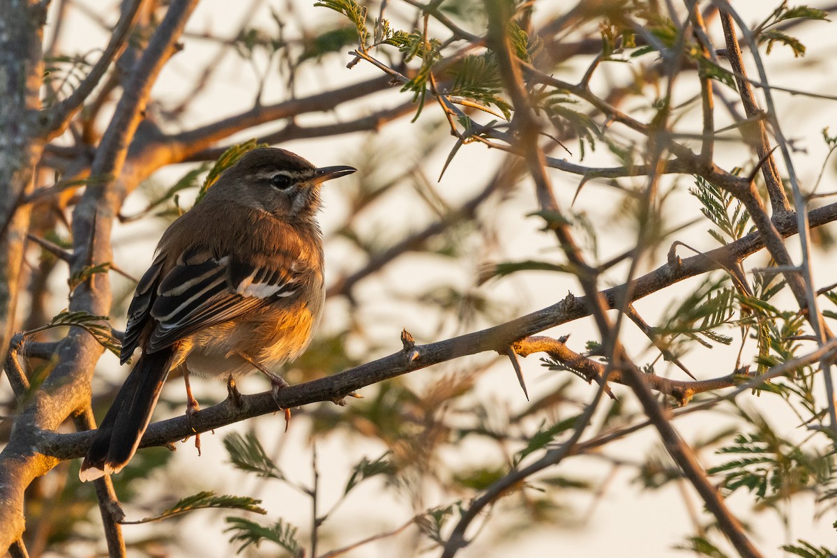 Альзакола білоброва - ML652453327