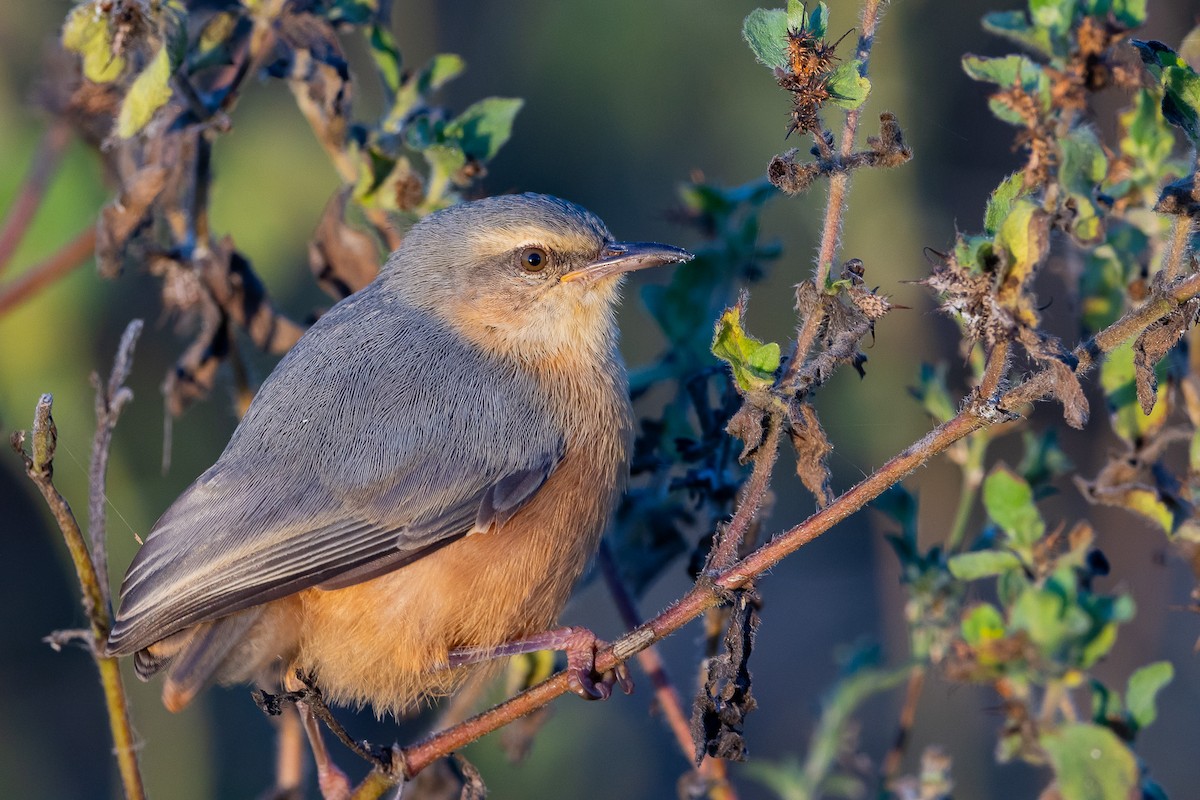 Кромбек довгодзьобий - ML652453391
