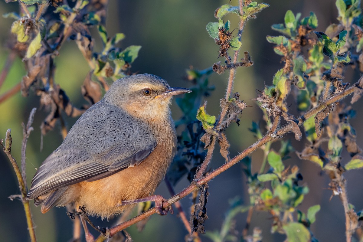 Кромбек довгодзьобий - ML652453397