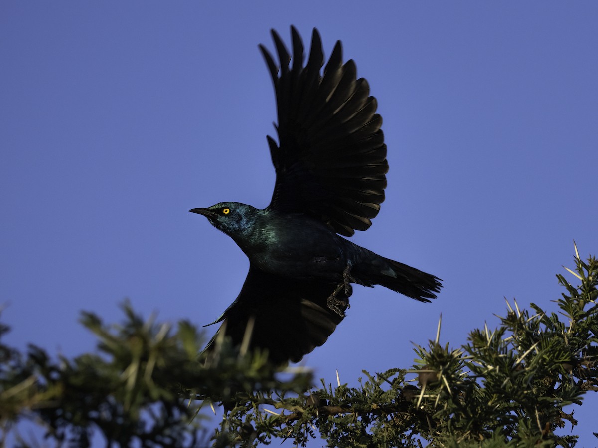 Greater Blue-eared Starling - ML652453479
