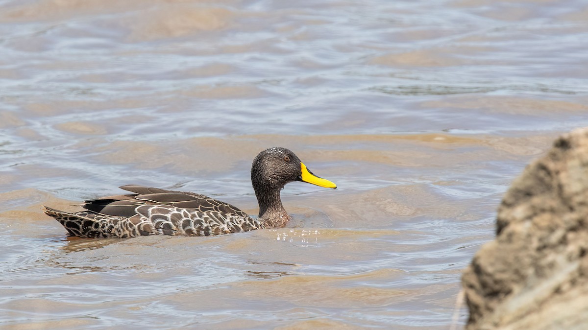 Yellow-billed Duck - ML652453486