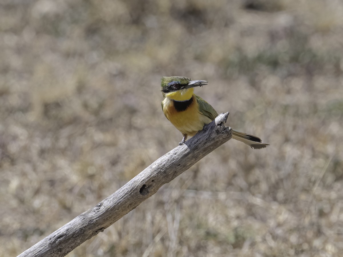 Little Bee-eater - ML652453524
