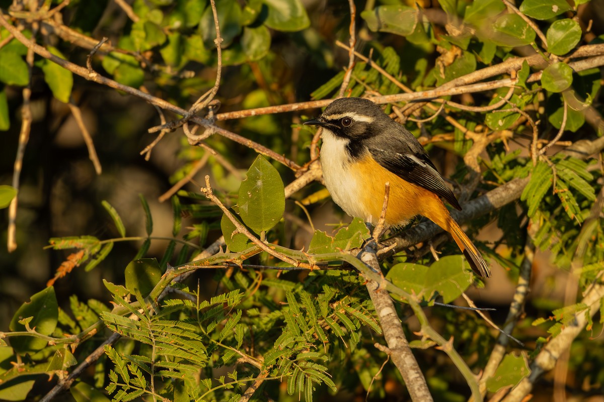 White-throated Robin-Chat - ML652453583