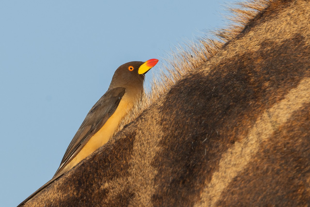 Ґедзеїд жовтодзьобий - ML652453691