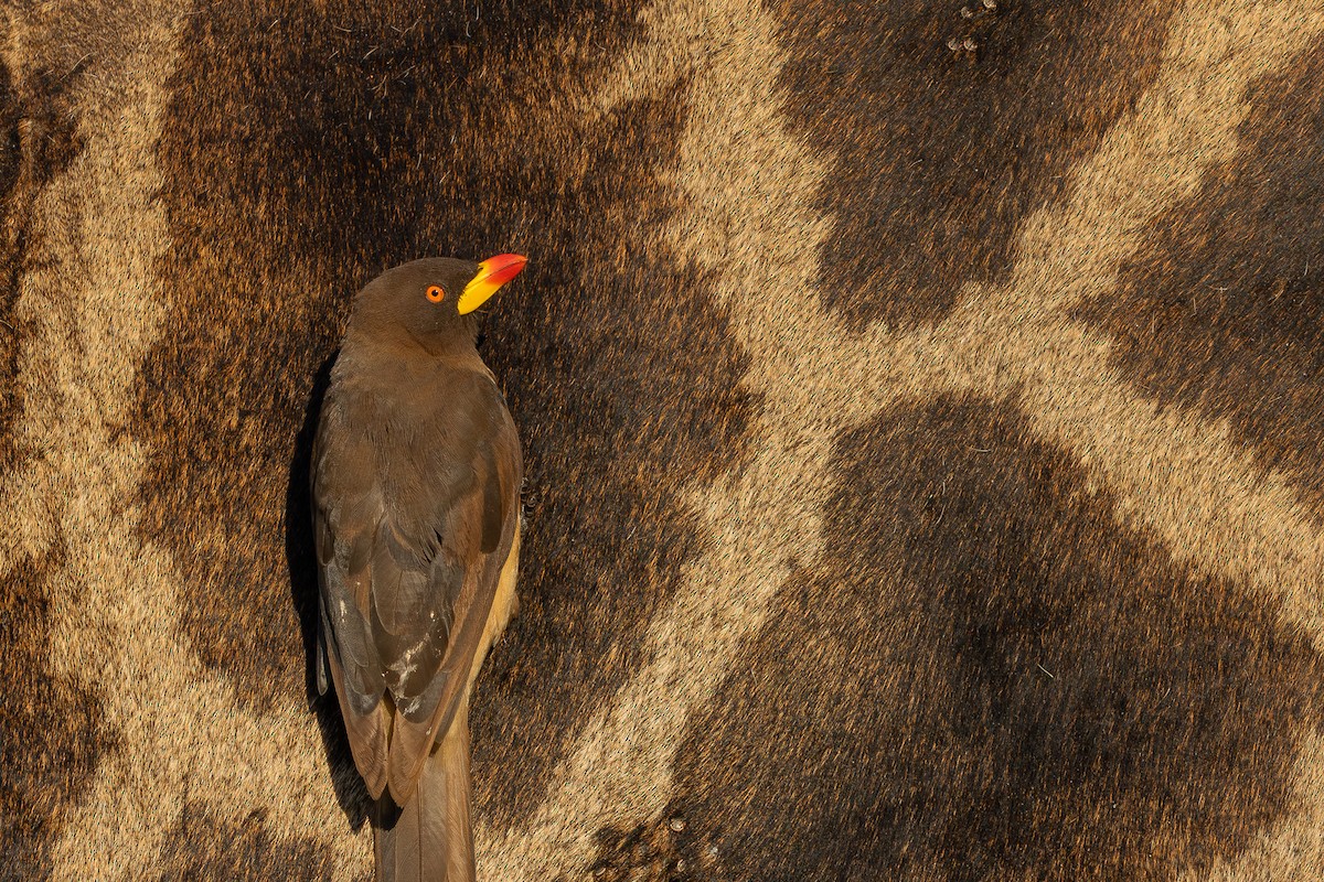 Ґедзеїд жовтодзьобий - ML652453692