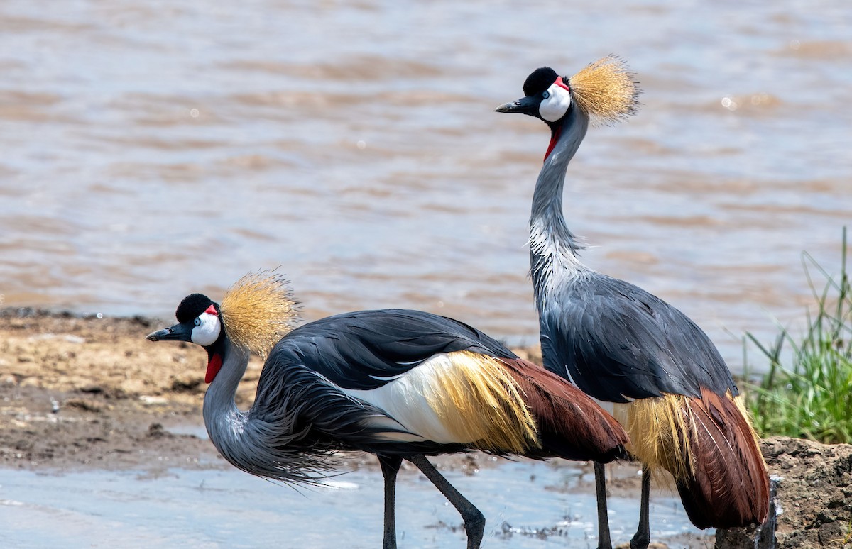 Gru coronata orientale - ML652453787