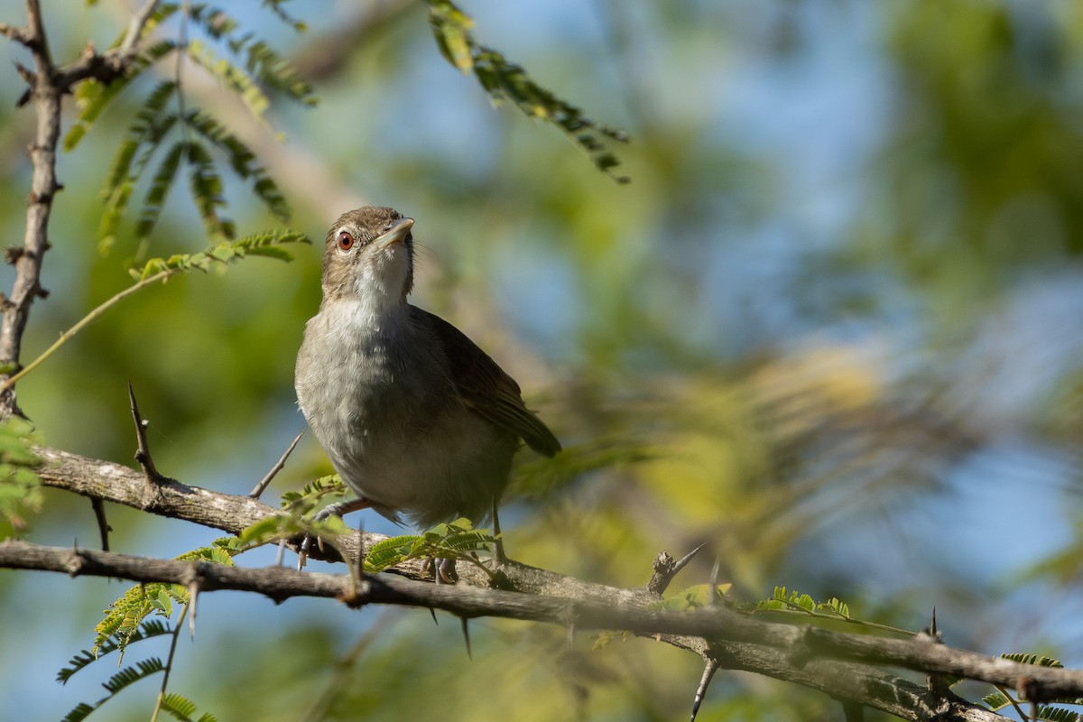 Торо південний - ML652454108