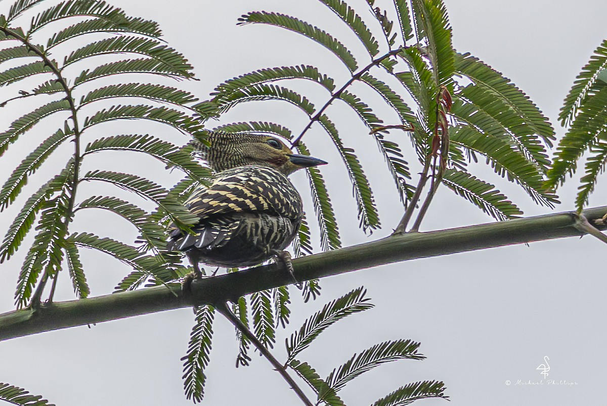 ヒメカレハゲラ - ML652454147
