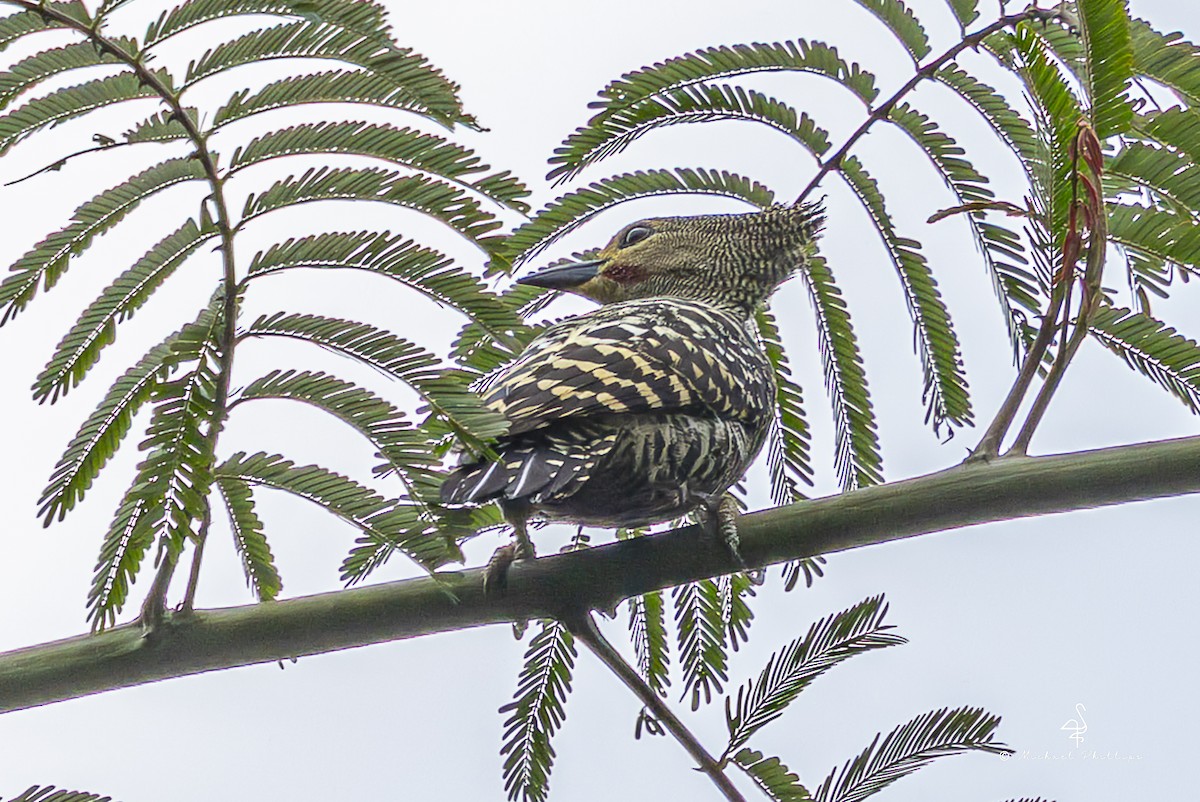 ヒメカレハゲラ - ML652454148