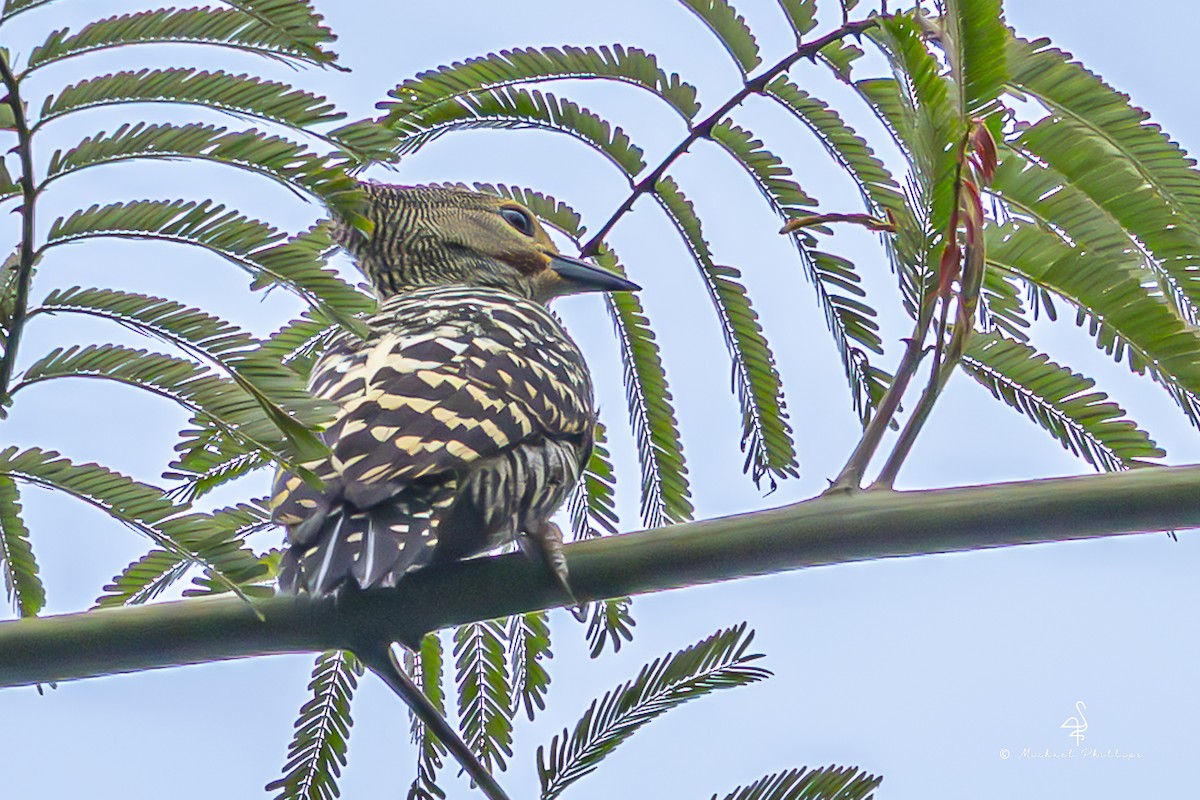 ヒメカレハゲラ - ML652454149