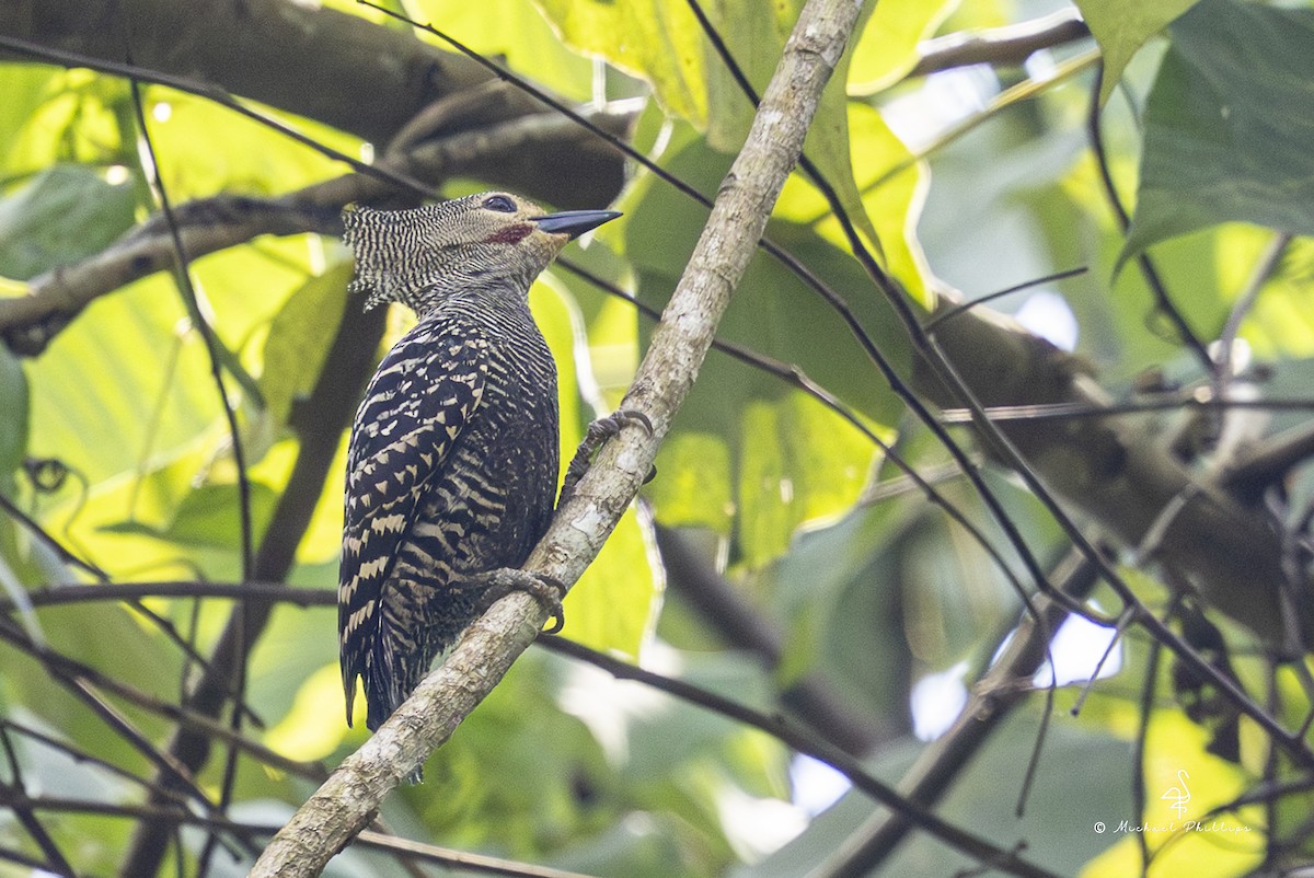 ヒメカレハゲラ - ML652454153