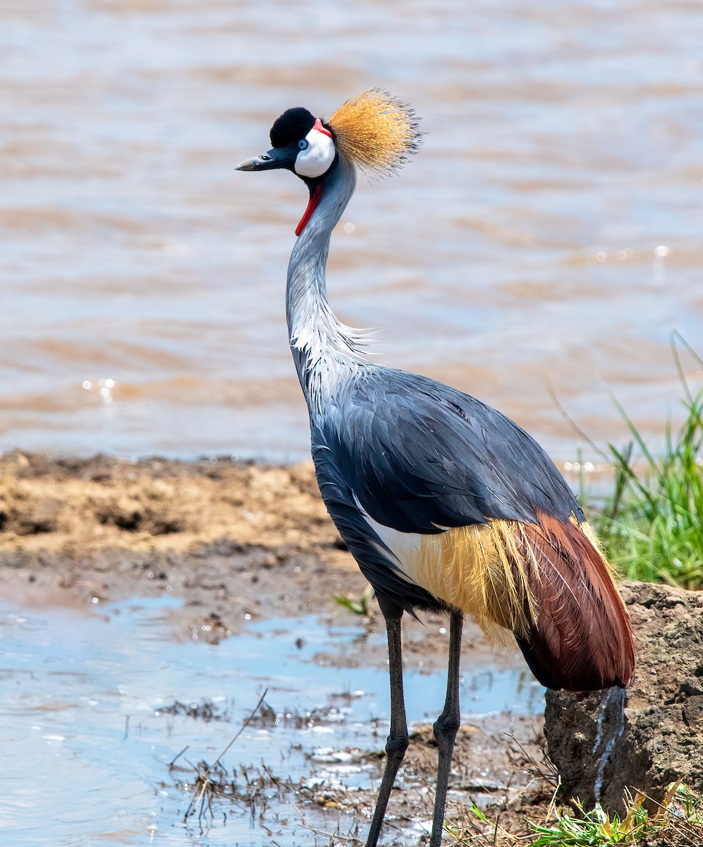 Gru coronata orientale - ML652454267