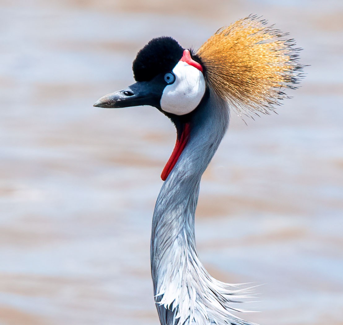 Gru coronata orientale - ML652454268