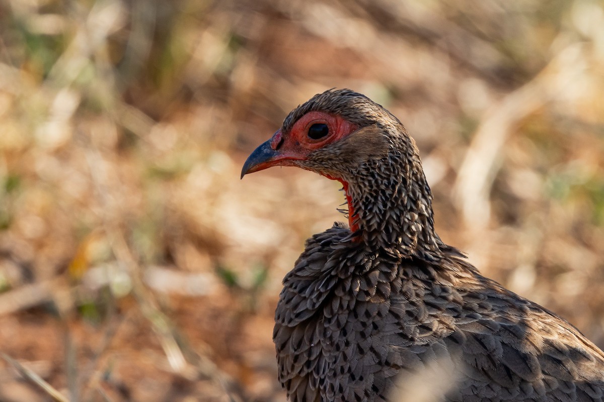Турач чорноногий - ML652454326