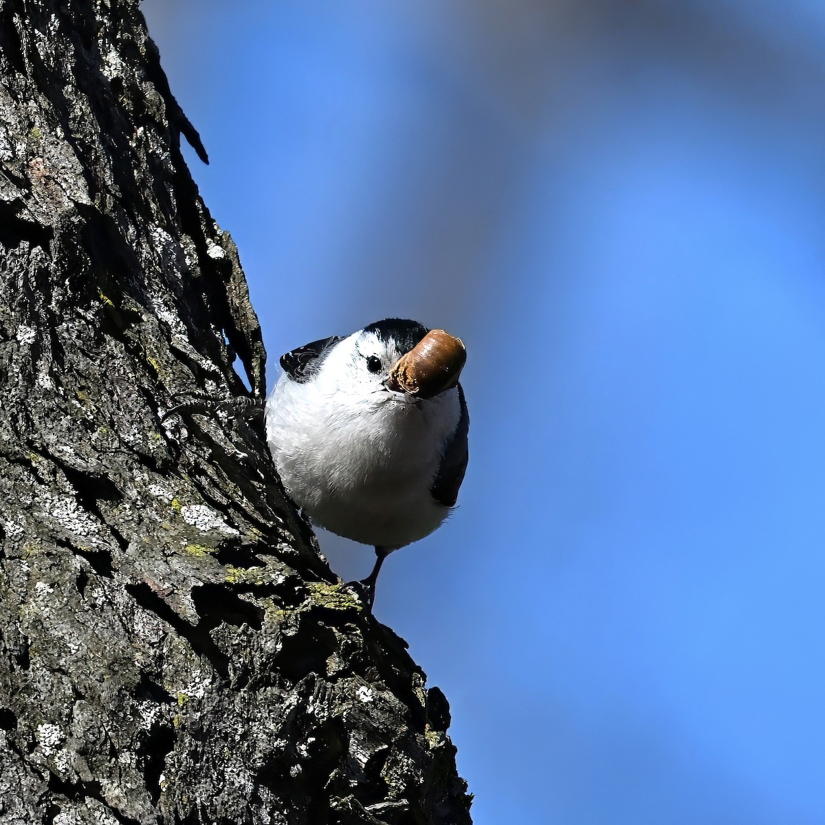 White-breasted Nuthatch - ML652454466