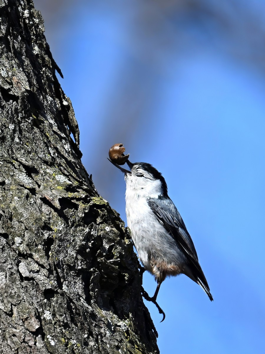 White-breasted Nuthatch - ML652454467