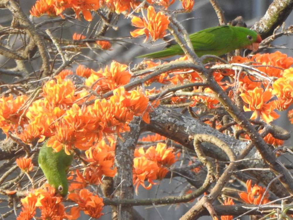 aratinga červenočelý - ML652454500