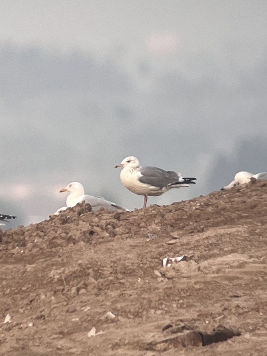Vega Gull - ML652454506