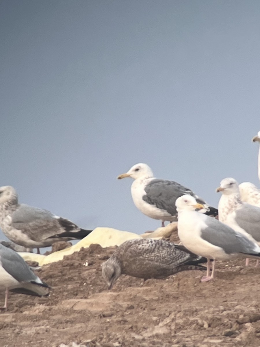 Vega Gull - ML652454507