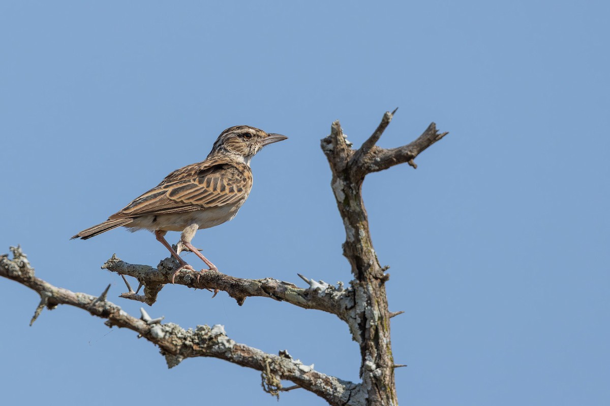 Алондра смугастовола - ML652454564