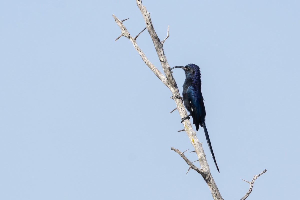 Ірисор великий - ML652454720