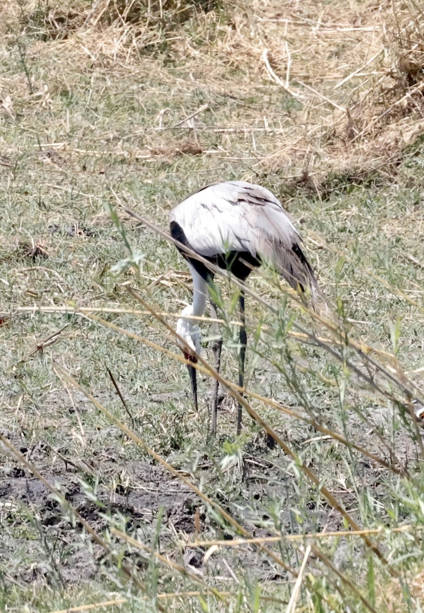 Wattled Crane - ML652454886