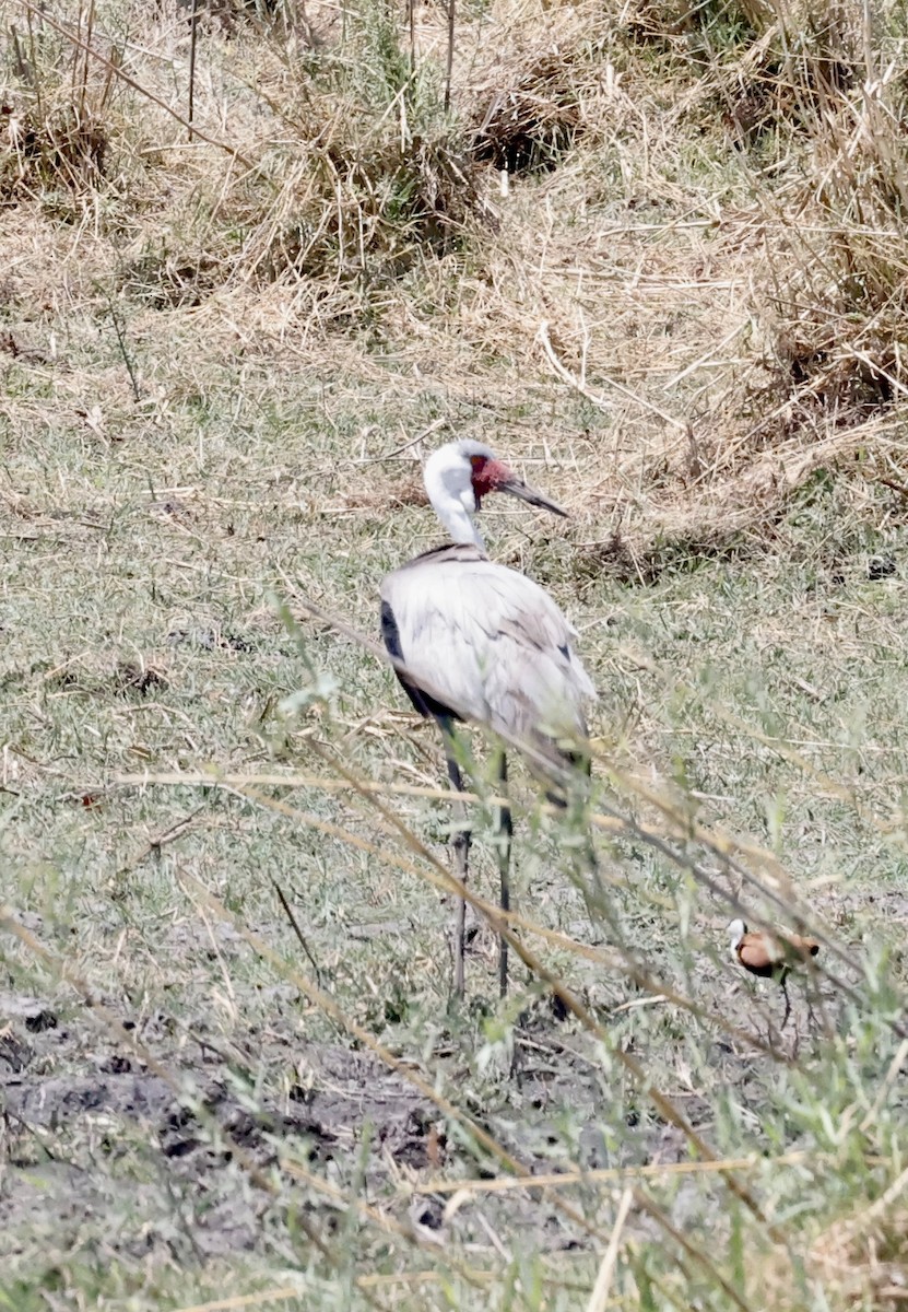 Wattled Crane - ML652454887