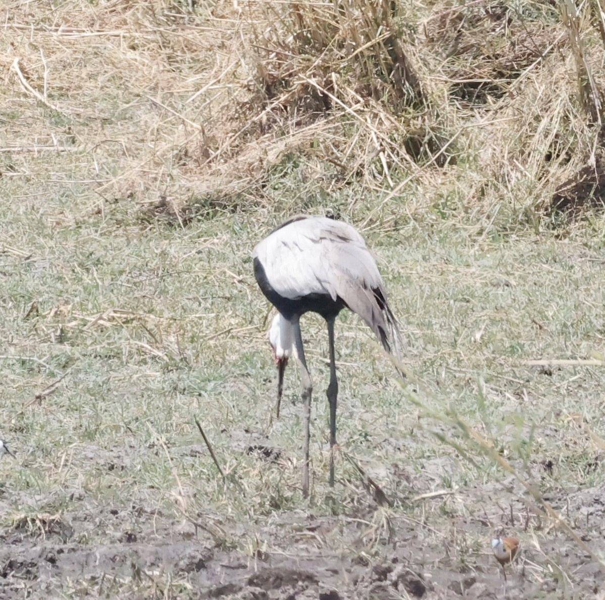 Wattled Crane - ML652454888