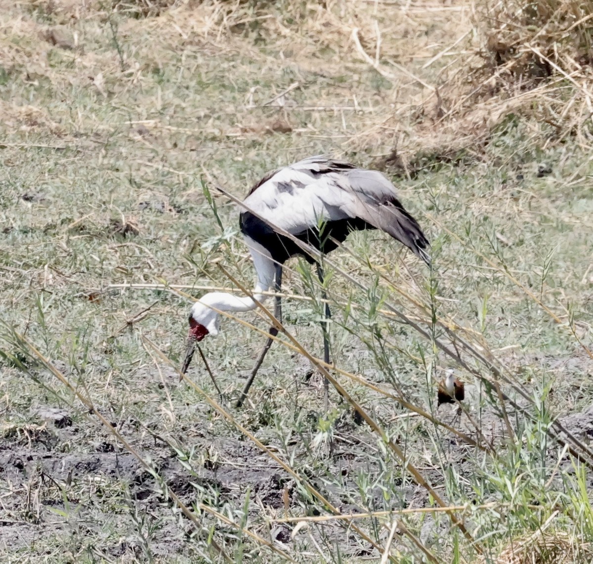 Wattled Crane - ML652454889