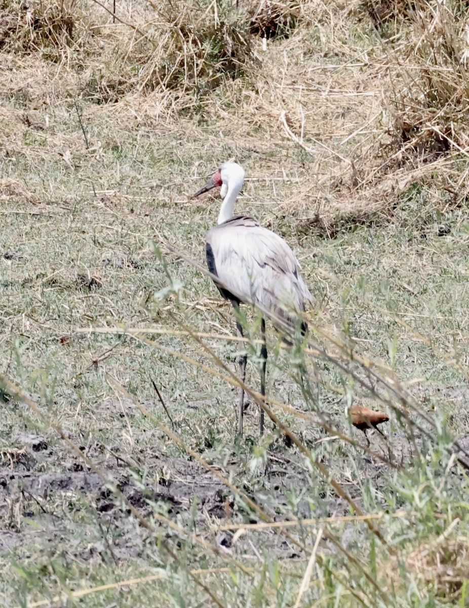 Wattled Crane - ML652454890