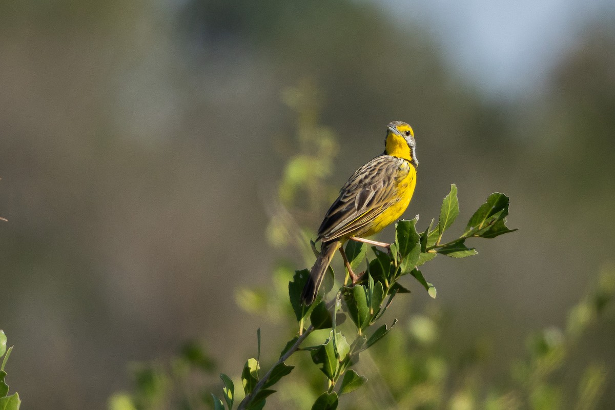 Пікулик жовтогорлий - ML652454996