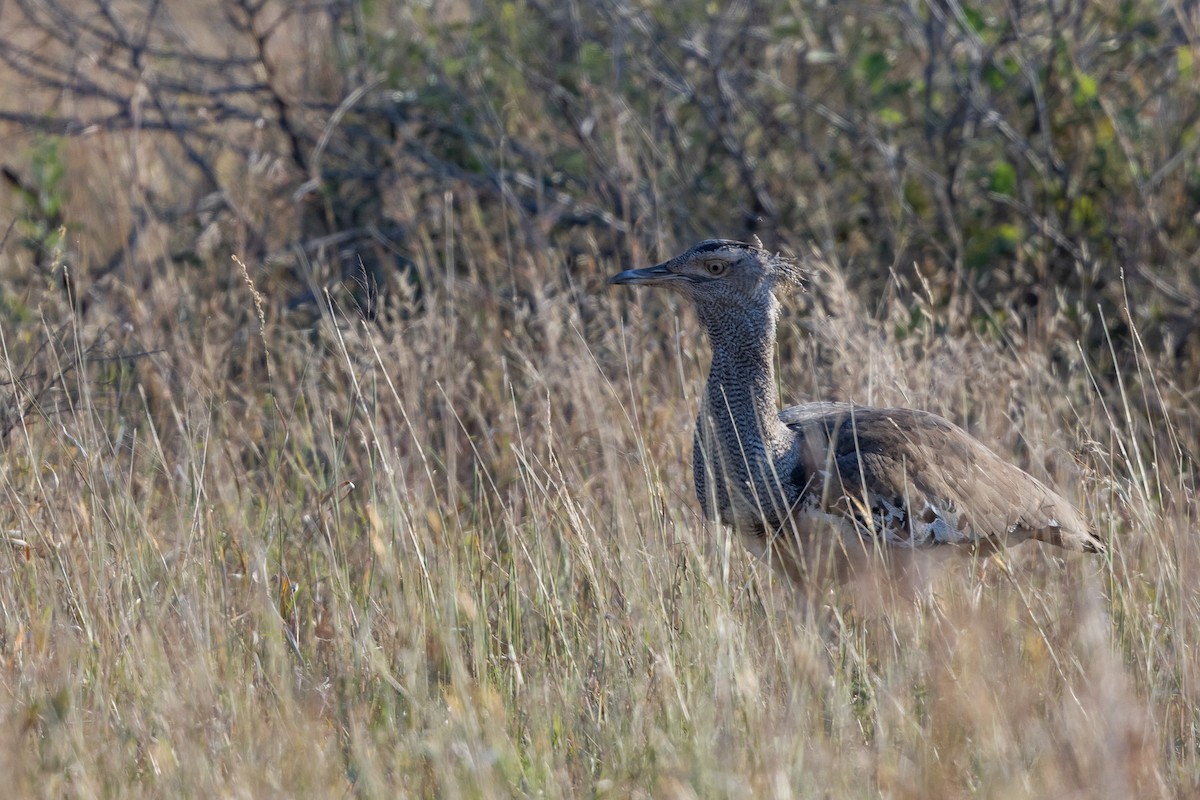 Дрохва африканська - ML652455274